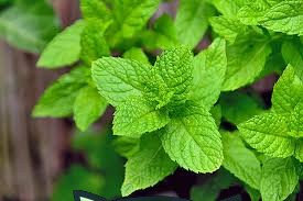 MINT